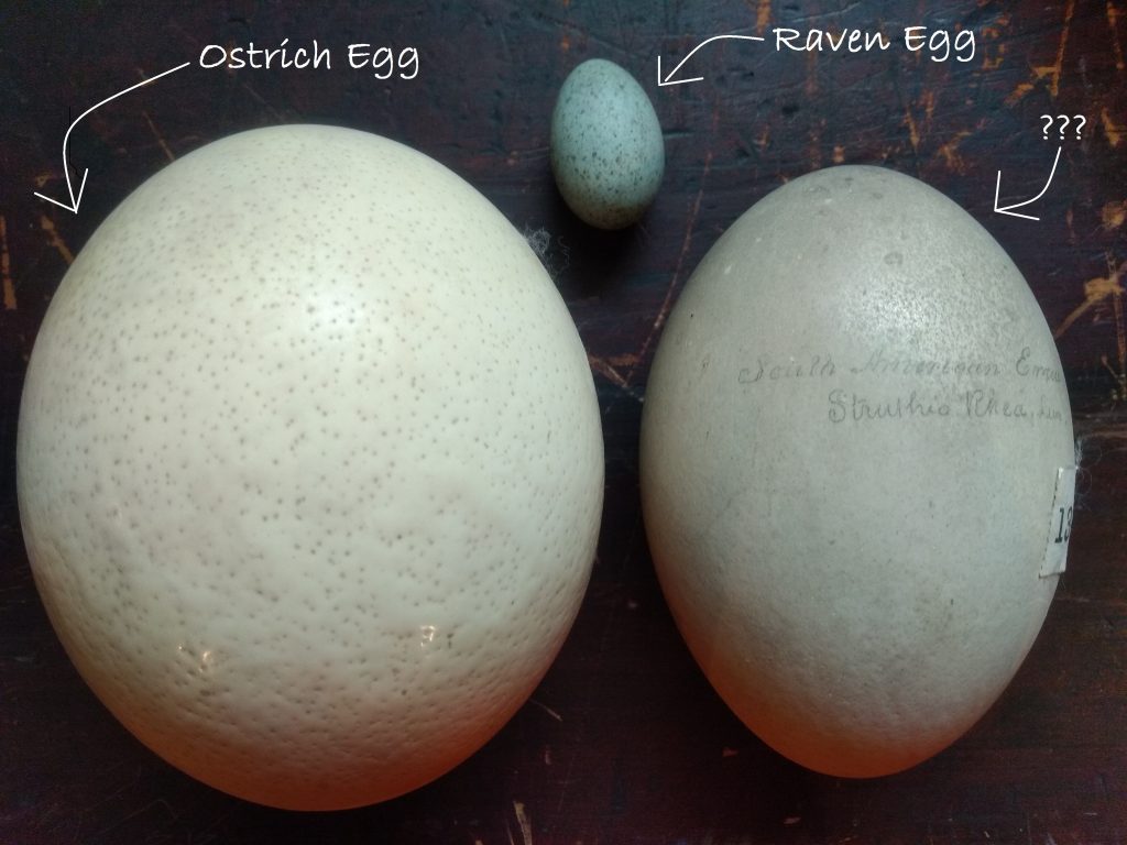 The picture shows very large ostrich egg, a slightly smaller emu egg and by comparison, a very small slightly blue tinged raven egg!