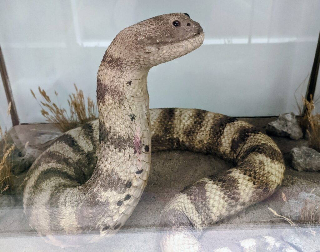 Picture of a Puff Adder. This specimen can be found in the World Wildlife Gallery at Kendal Museum.