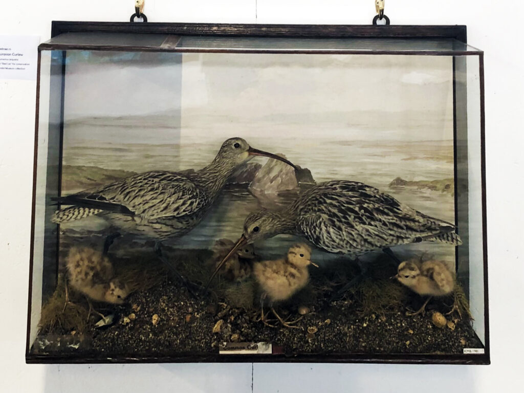 Two male curlew birds and four curlew chicks inside a glass case. They are standing on sand and shells, there is a painting of the sea on the back of the case behind them. 