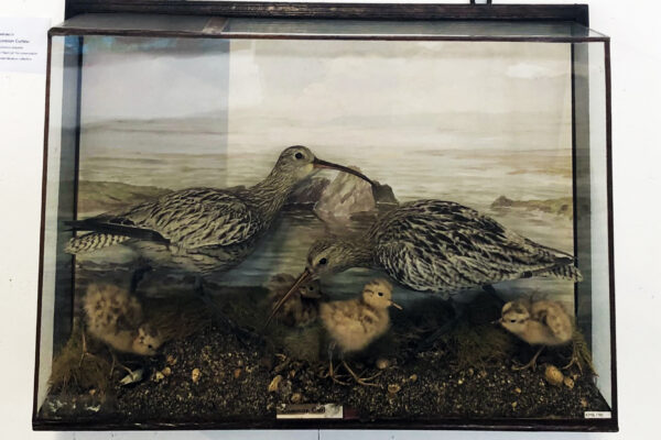Two adult male curlew birds and four curlew chicks inside a glass museum case