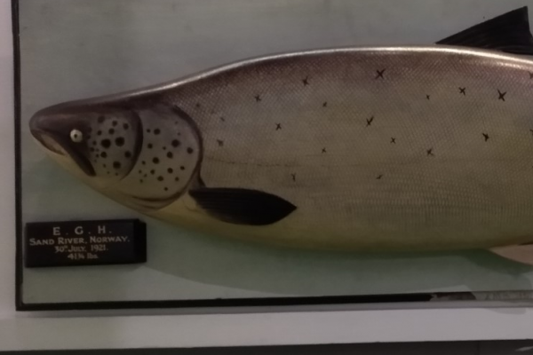A picture of wooden atlantic salmon. It is very big.